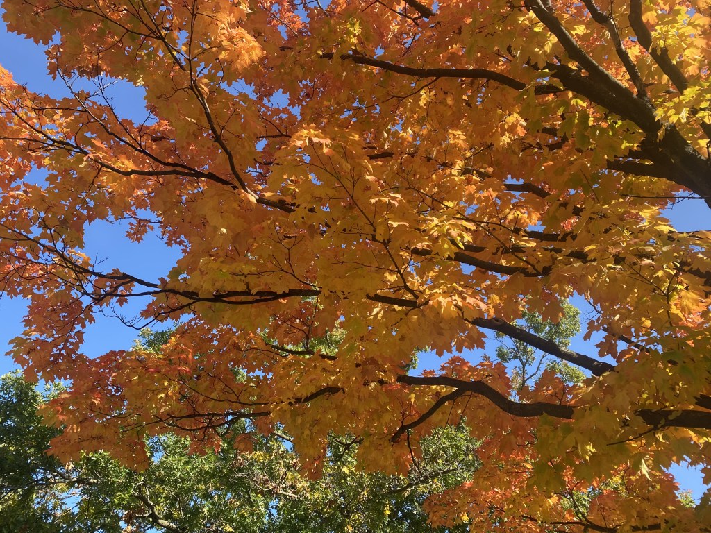 5 simple things to be grateful for this&nbsp;Thanksgiving