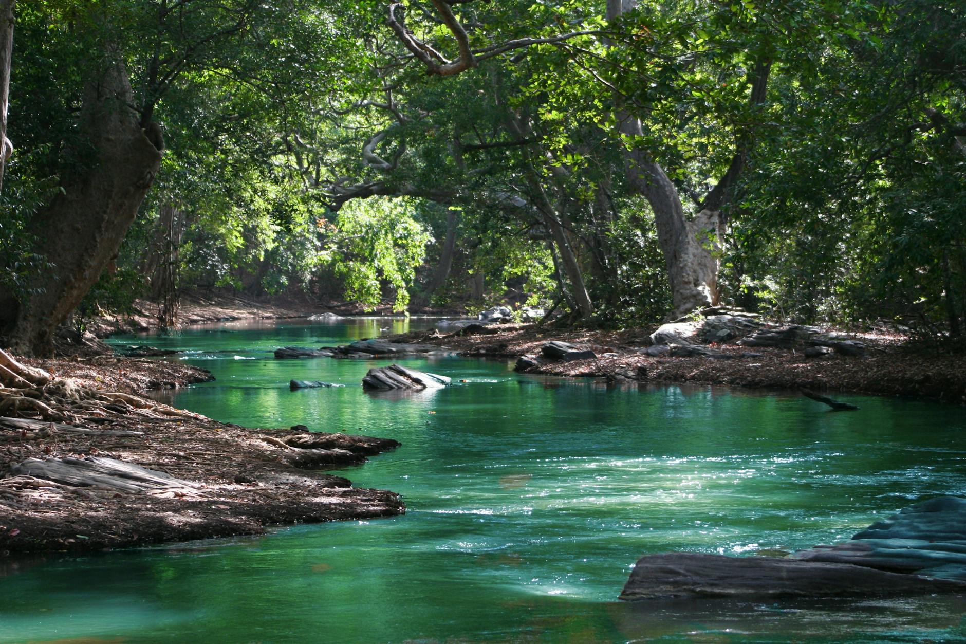 A green-blue river and trees.
